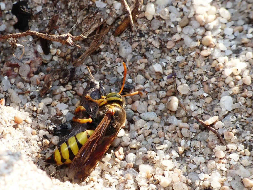 Vespidae? No, Crabronidae: Stizus fasciatus